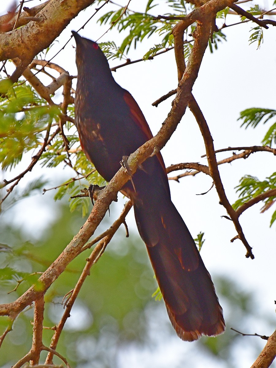 coucal sp. - Sue Chew Yap