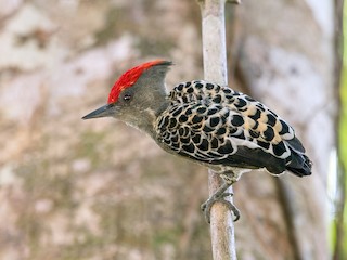  - Gray-and-buff Woodpecker