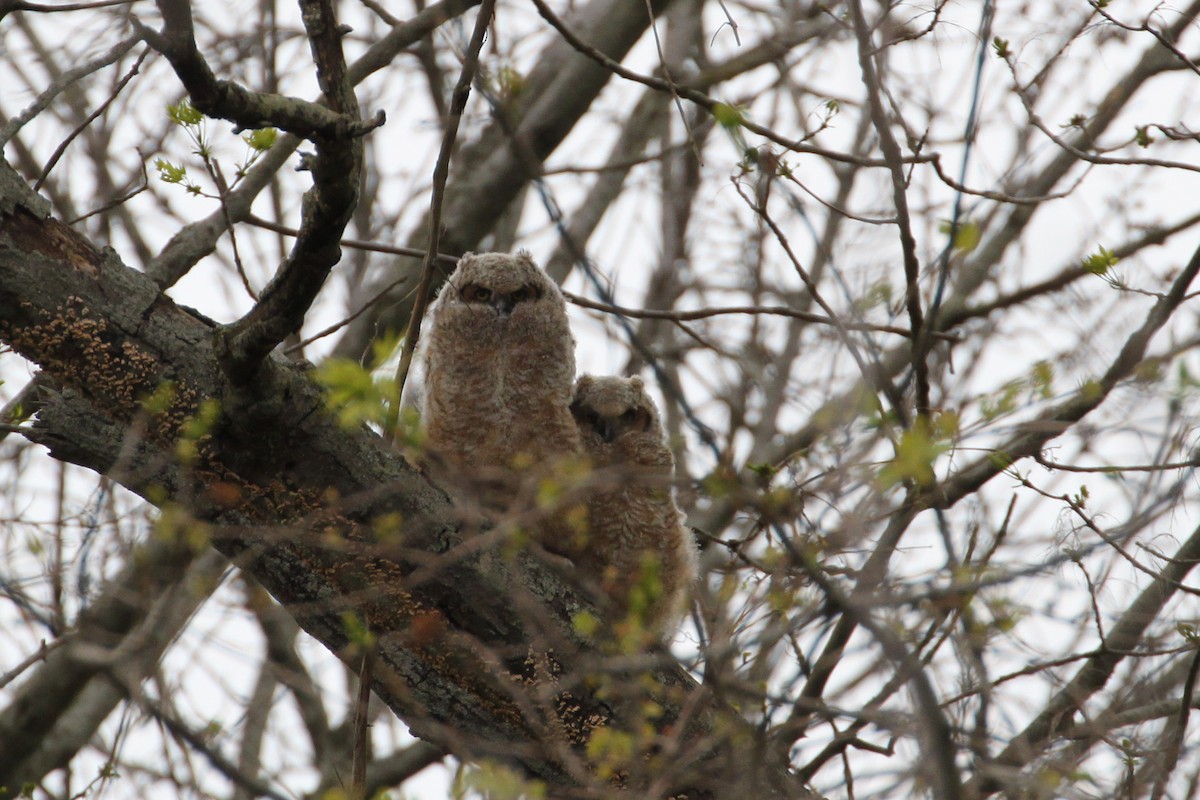 Great Horned Owl - Scott Godshall