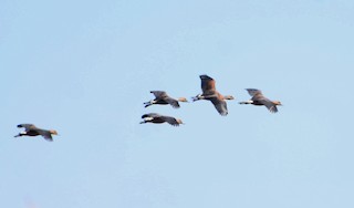 Fulvous Whistling-Duck, ML374632051