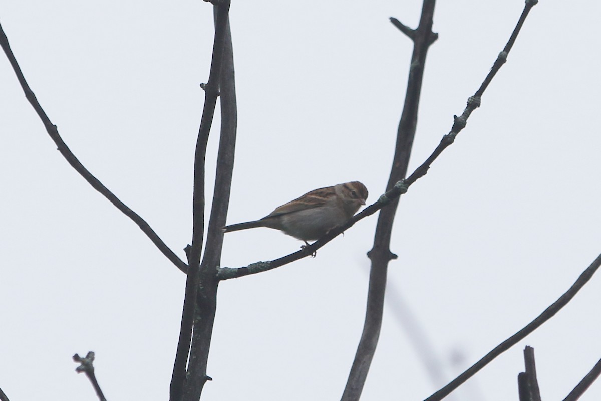 Chipping Sparrow - ML374634491