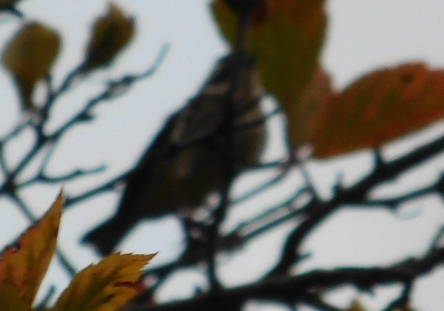 Black-throated Gray Warbler - Mike & MerryLynn  Denny