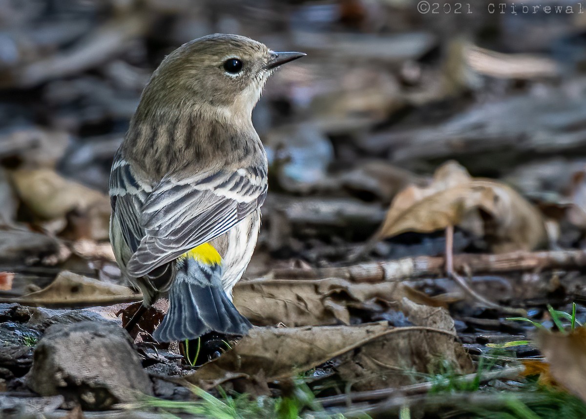 Yellow-rumped Warbler - Chandra Tibrewal
