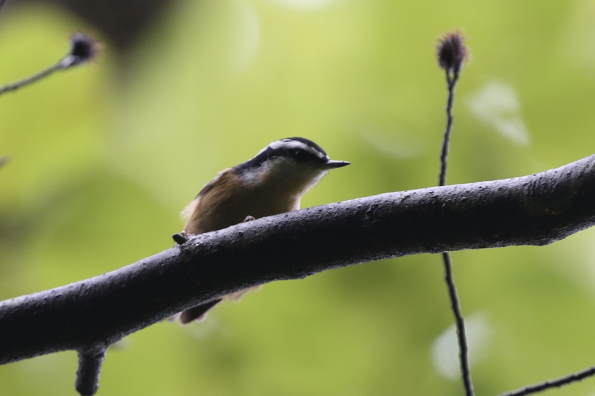 Red-breasted Nuthatch - Roger Woodruff