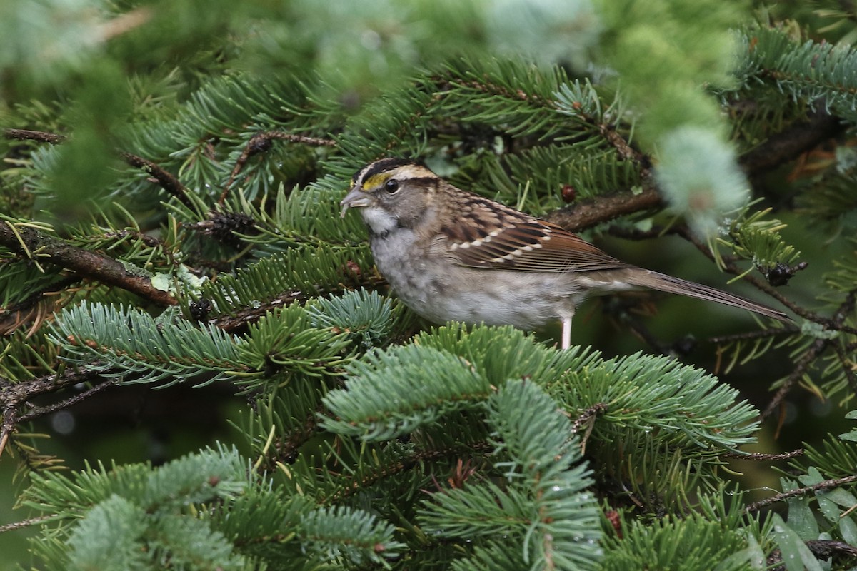 White-throated Sparrow - ML374653751