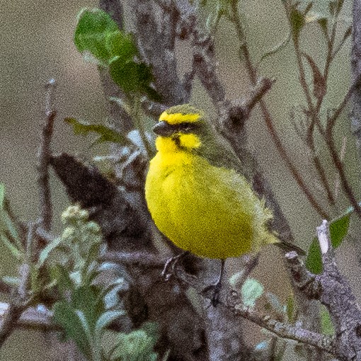 Yellow-fronted Canary - Steve McInnis