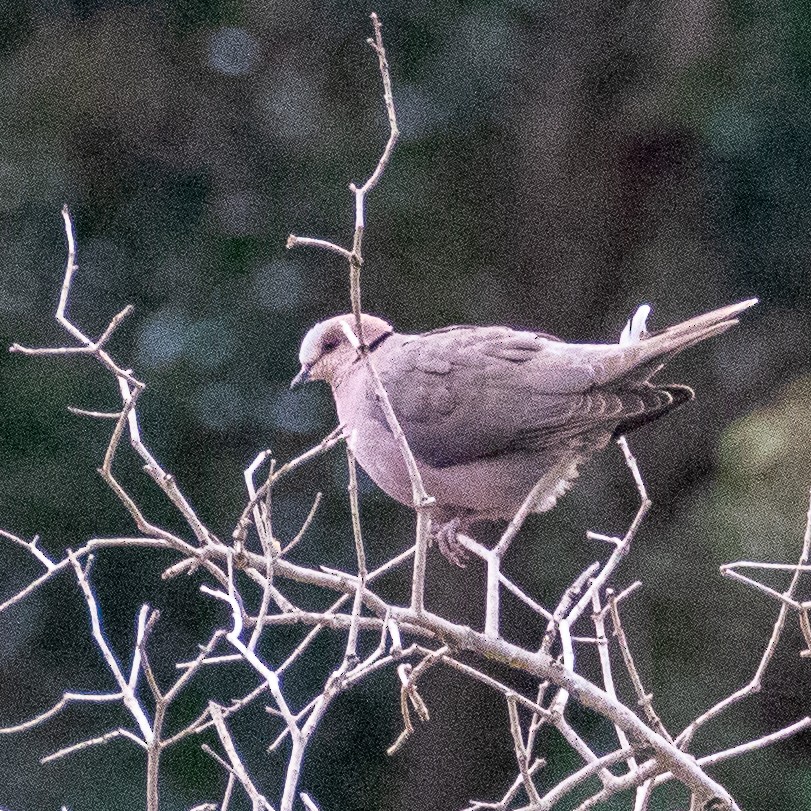 Red-eyed Dove - ML374654831