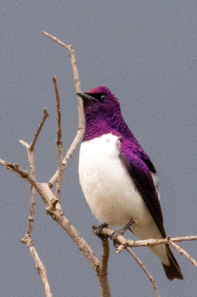 Violet-backed Starling - ML374654981