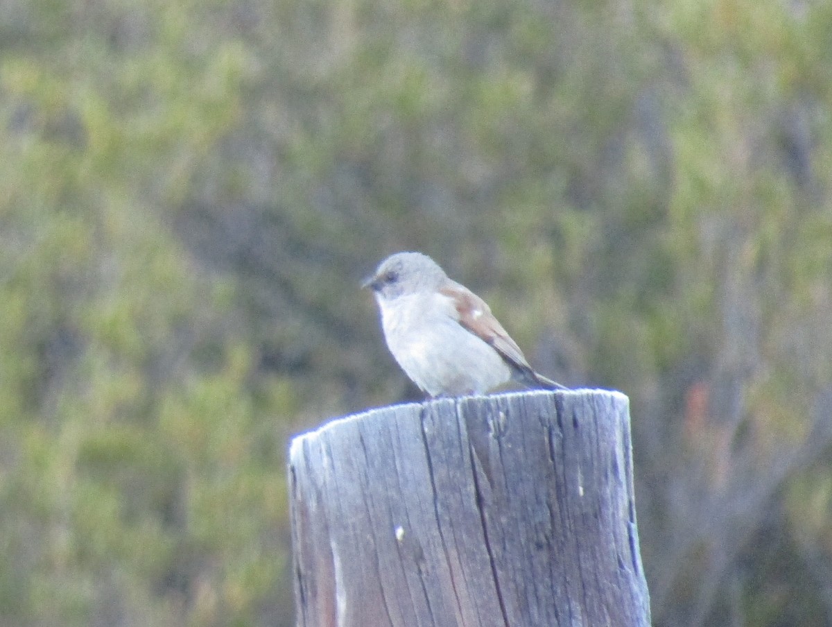 Southern Gray-headed Sparrow - ML374655911