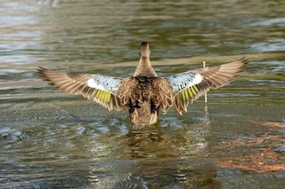 Blue-winged Teal, ML374656251