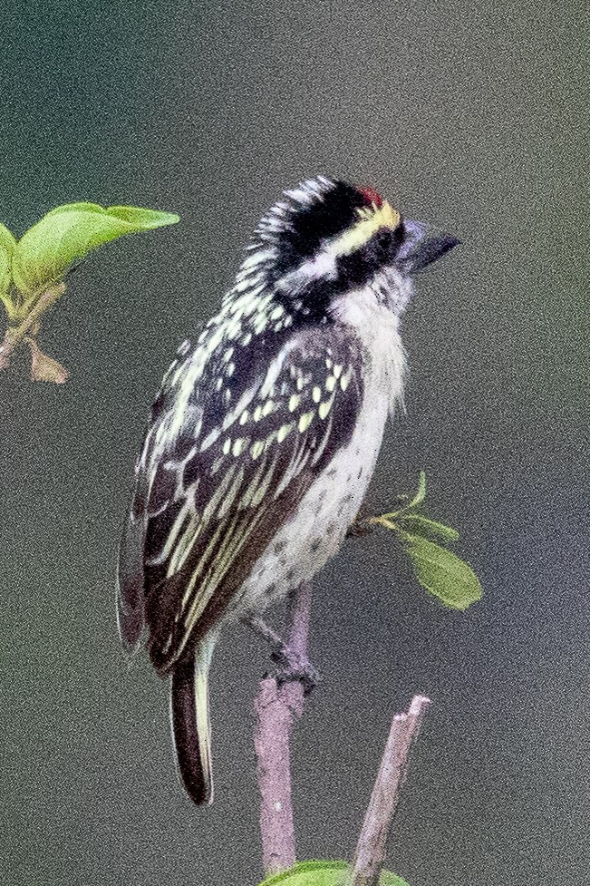 Red-fronted Barbet - ML374656691