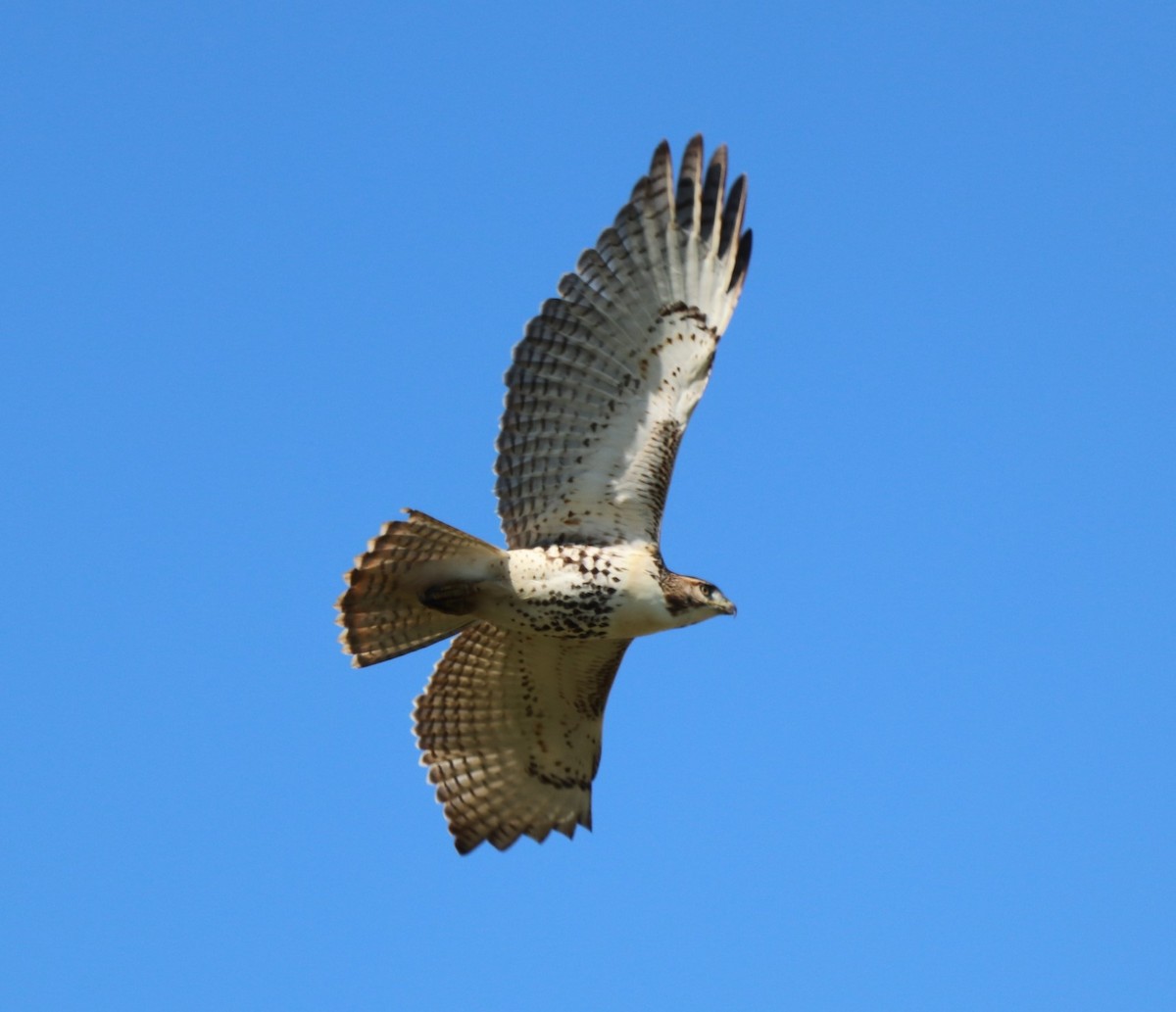 Red-tailed Hawk - ML374662451