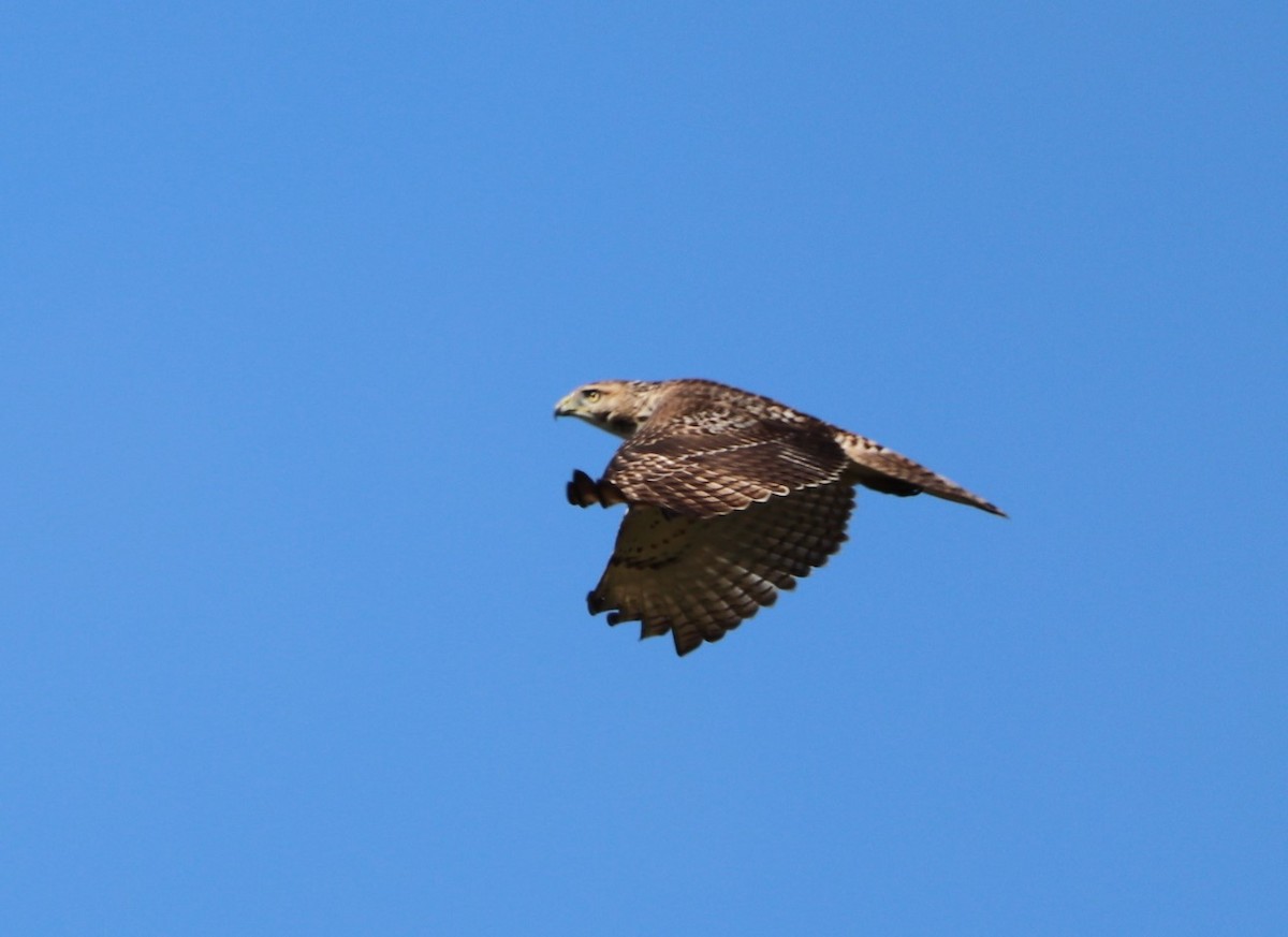 Red-tailed Hawk - ML374662601