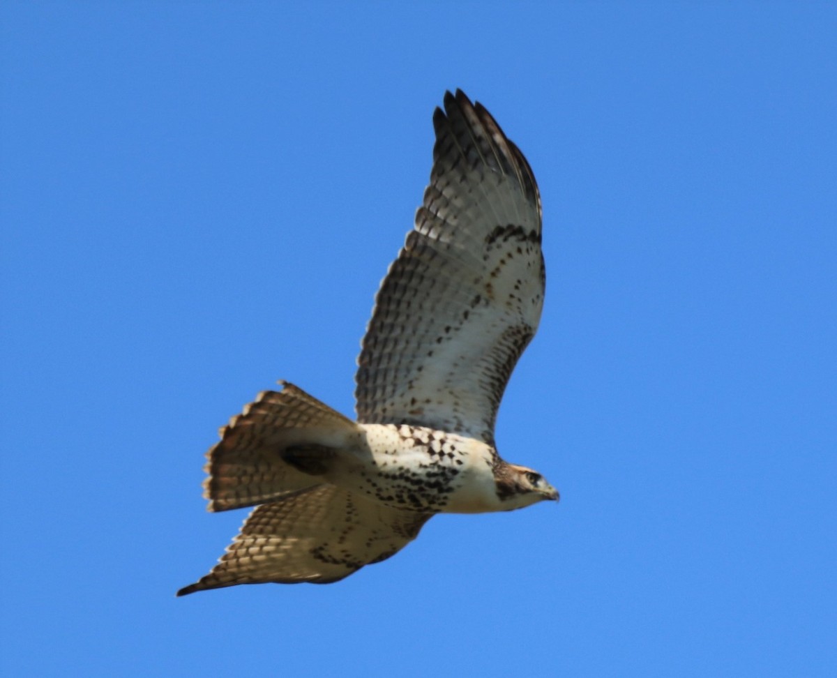 Red-tailed Hawk - ML374662801