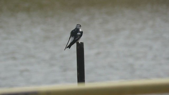White-winged Swallow - ML374663221