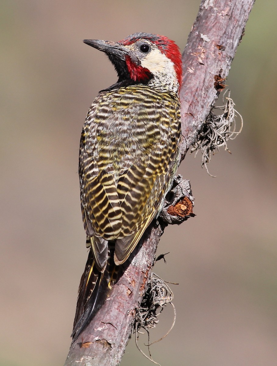 Black-necked Woodpecker - Jason Leifester
