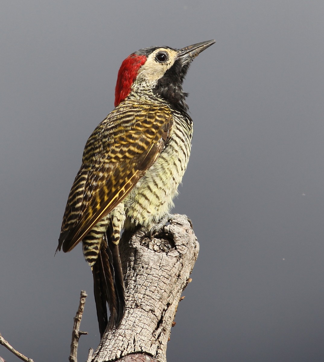 Black-necked Woodpecker - ML37466641