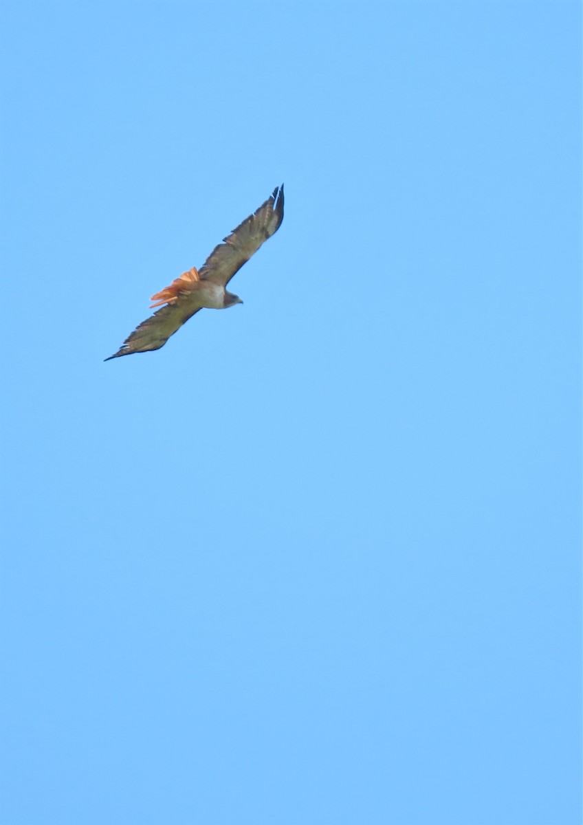 Red-tailed Hawk (kemsiesi/hadropus) - ML374667291
