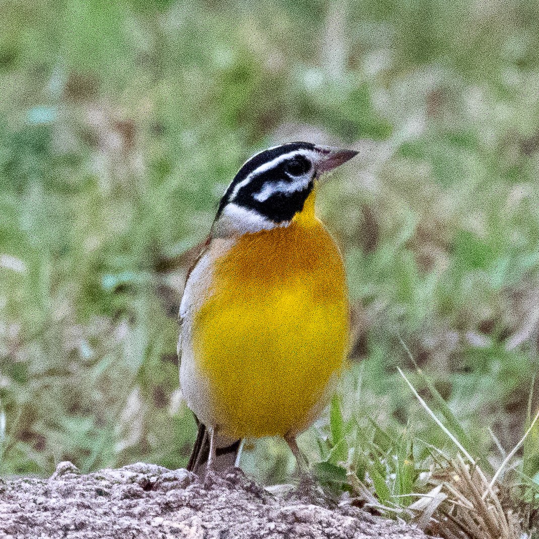Golden-breasted Bunting - ML374676571