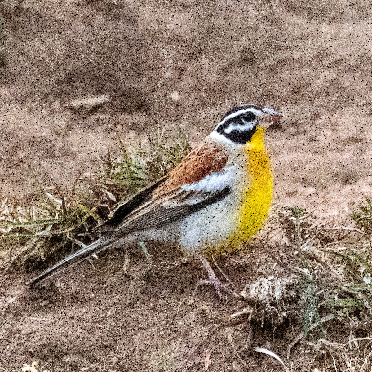 Golden-breasted Bunting - ML374676581
