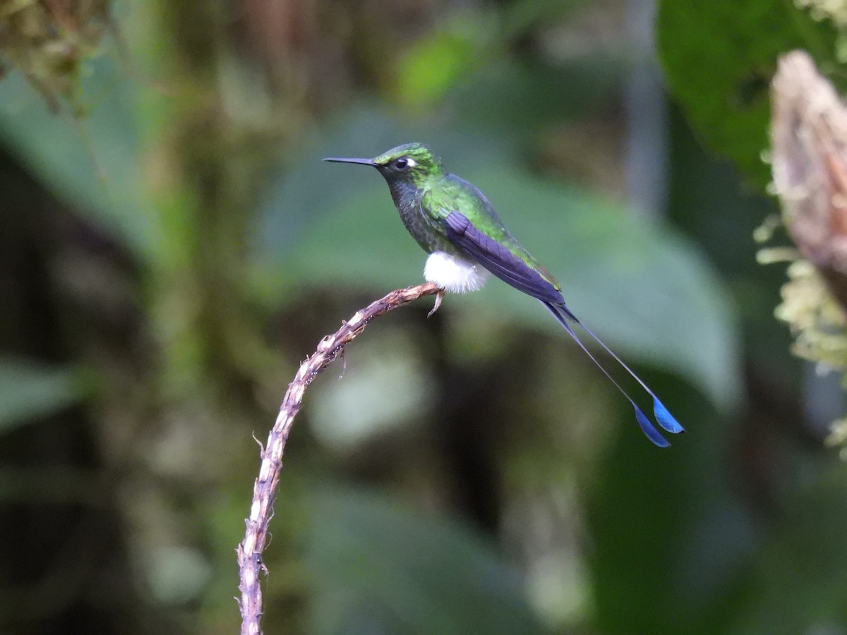 White-booted Racket-tail - Carlos Ulate