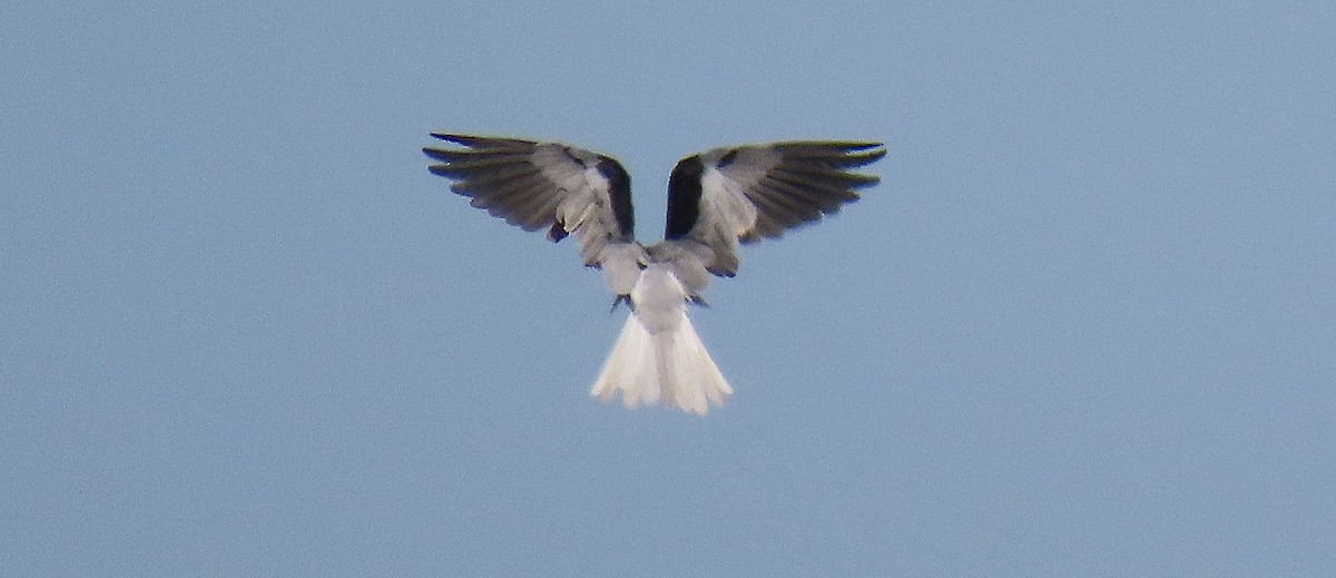 White-tailed Kite - ML374684861