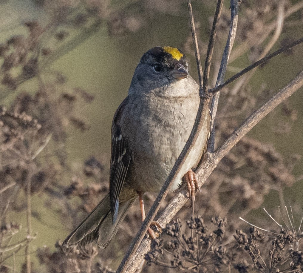 Golden-crowned Sparrow - Jeffrey Barnum