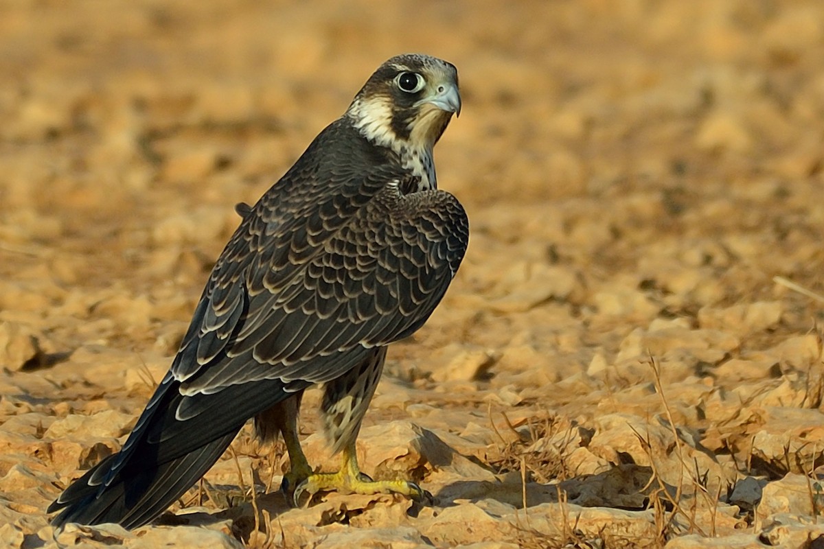 Peregrine Falcon - Michiel Oversteegen