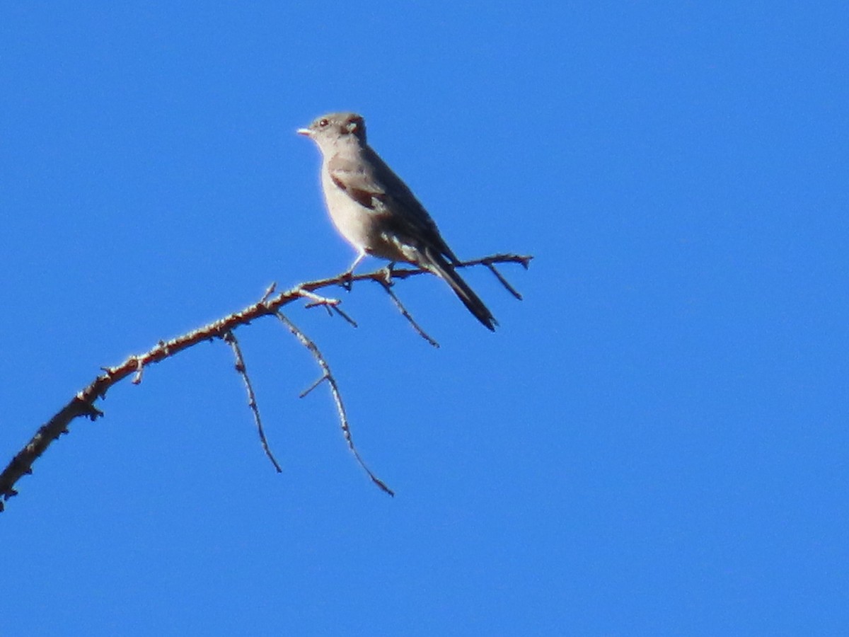 Townsend's Solitaire - ML374709531