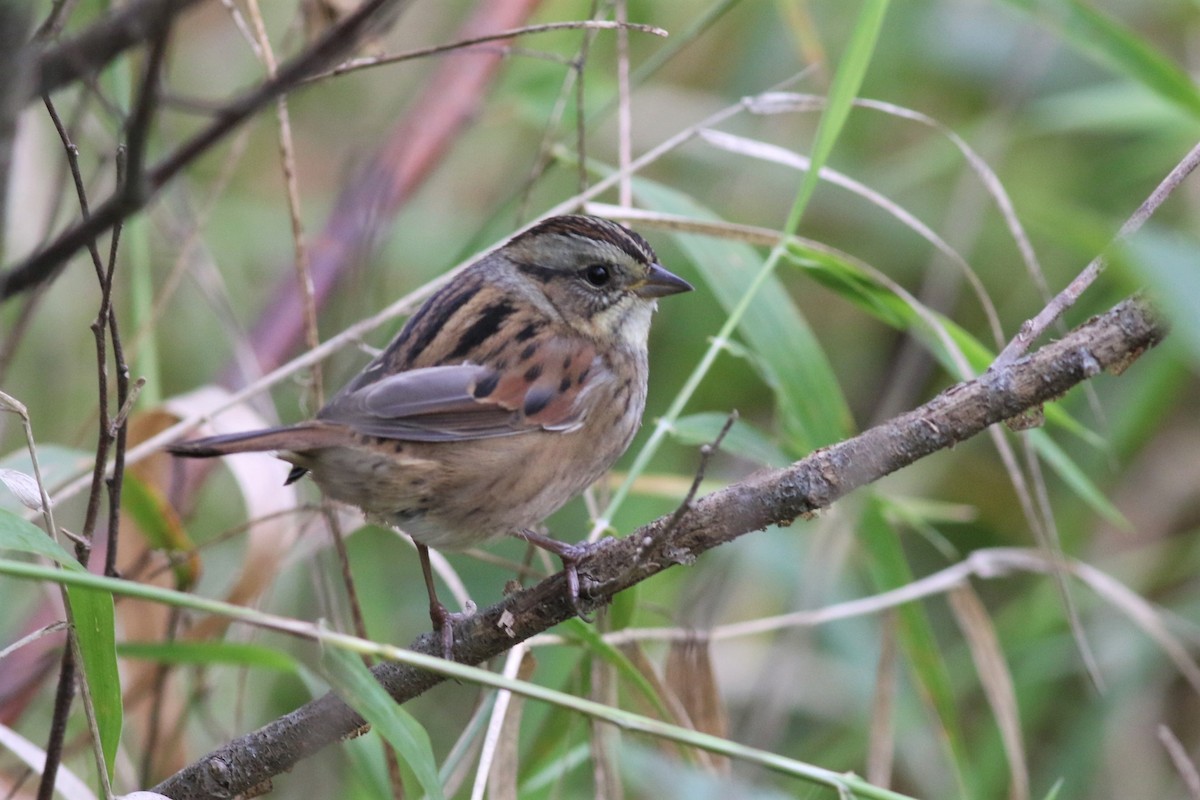 Swamp Sparrow - Margaret Viens