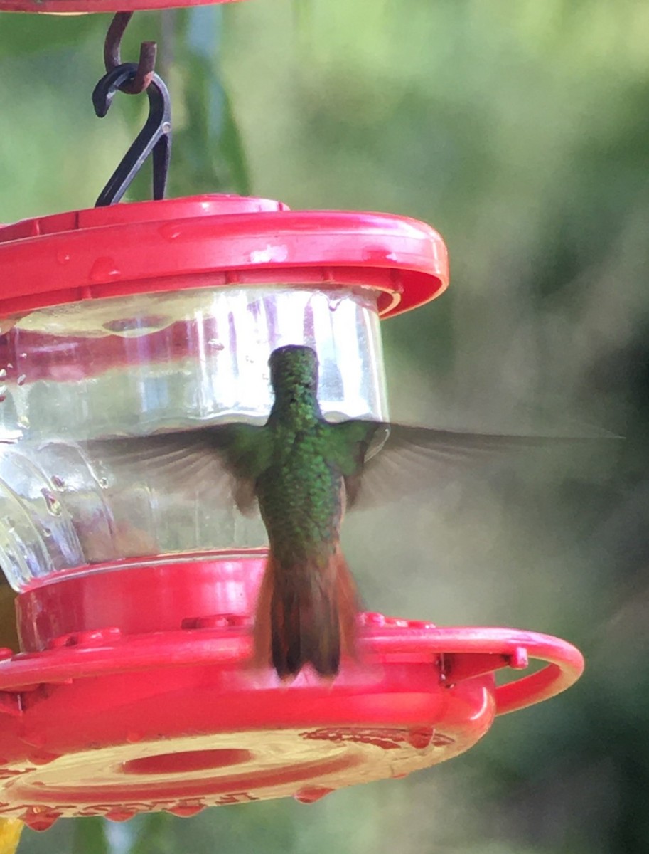 Buff-bellied Hummingbird - ML374713621