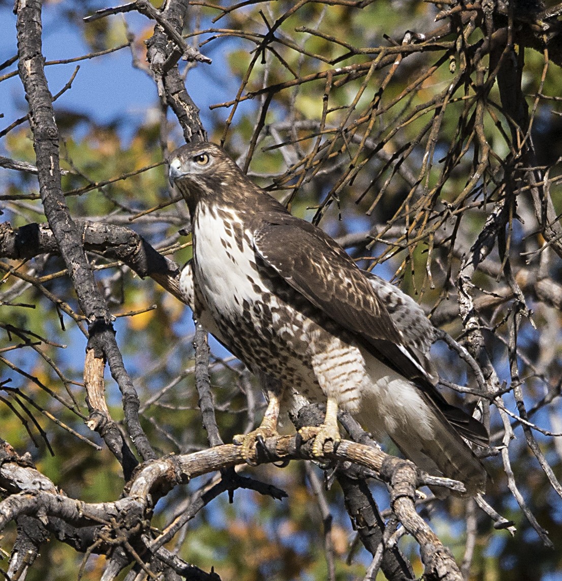 Red-tailed Hawk - ML37471441