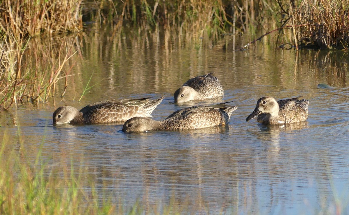 Blue-winged Teal - ML374714431