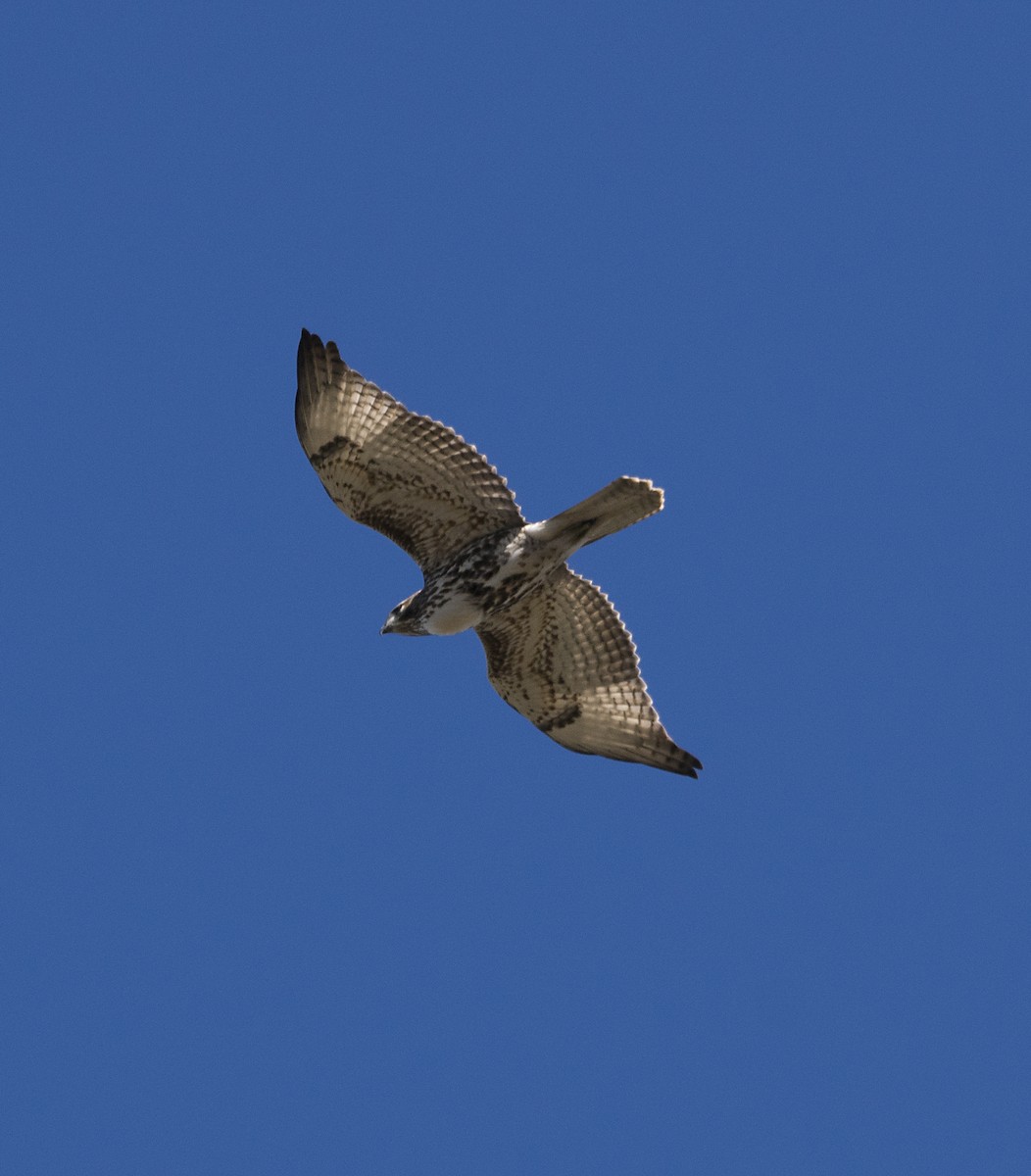 Red-tailed Hawk - ML37471461