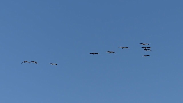 ibis bílý - ML374714711