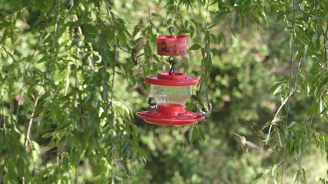 Ruby-throated Hummingbird - ML374716471