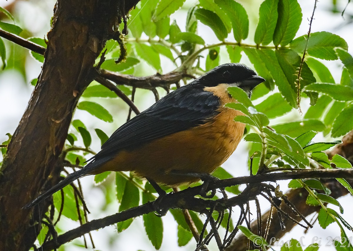 Chestnut-bellied Mountain Tanager - ML374722771