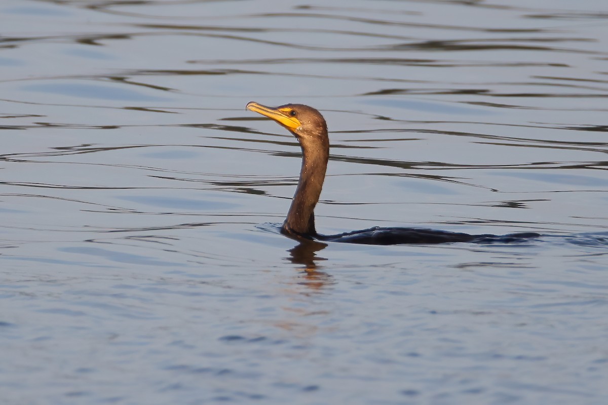 Double-crested Cormorant - Mel Green
