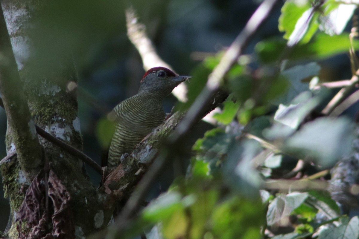 Tullberg's Woodpecker (Fine-banded) - ML374725971