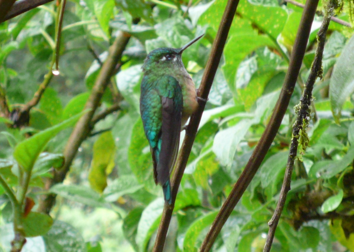 Long-tailed Sylph - ML37472711