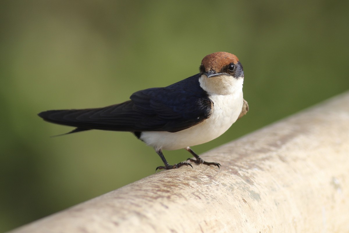 Wire-tailed Swallow - Mark Jarrett
