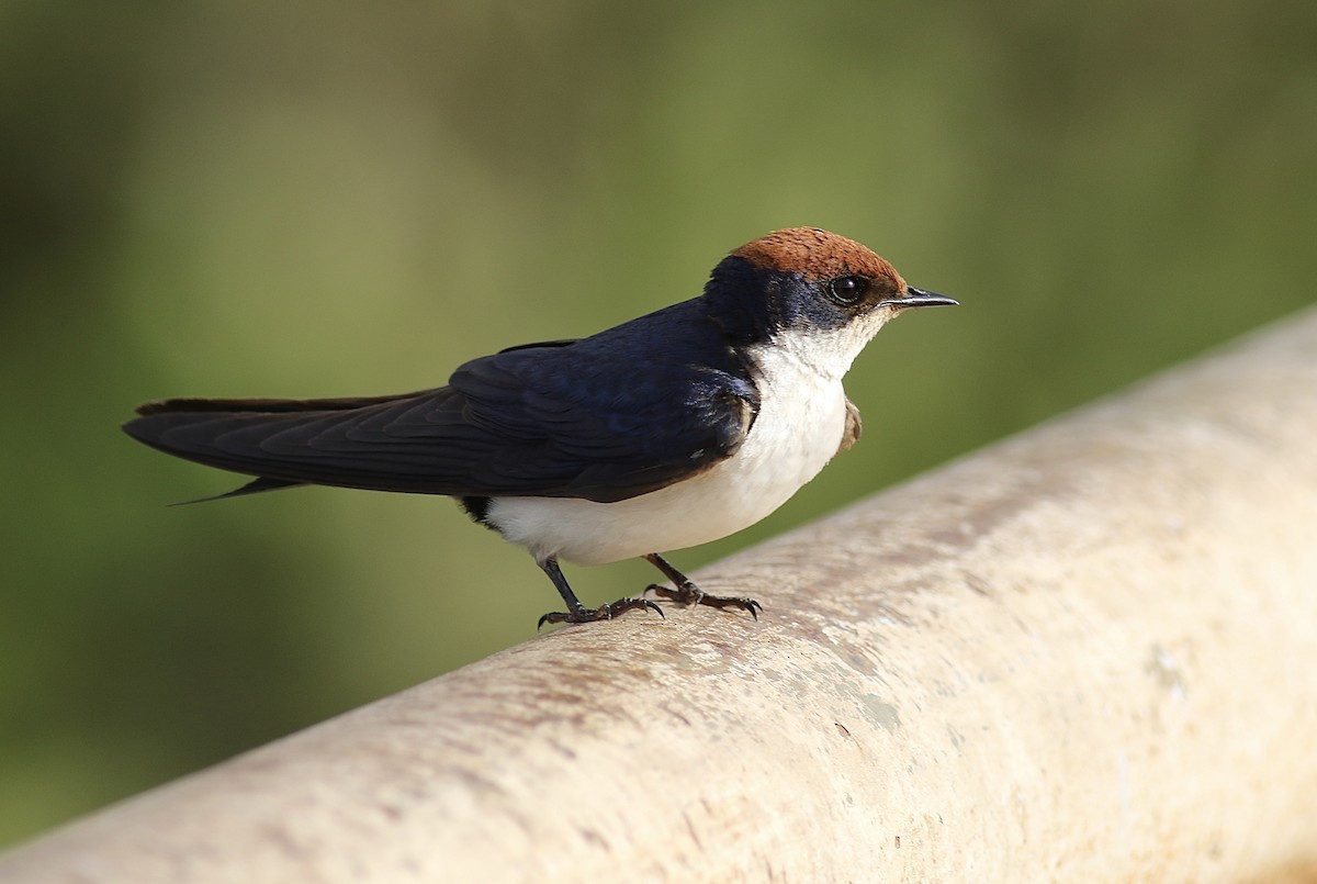 Wire-tailed Swallow - ML374727261