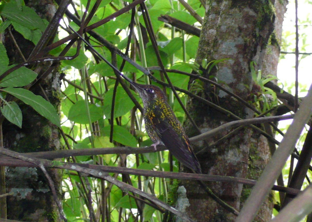Sword-billed Hummingbird - ML37472771