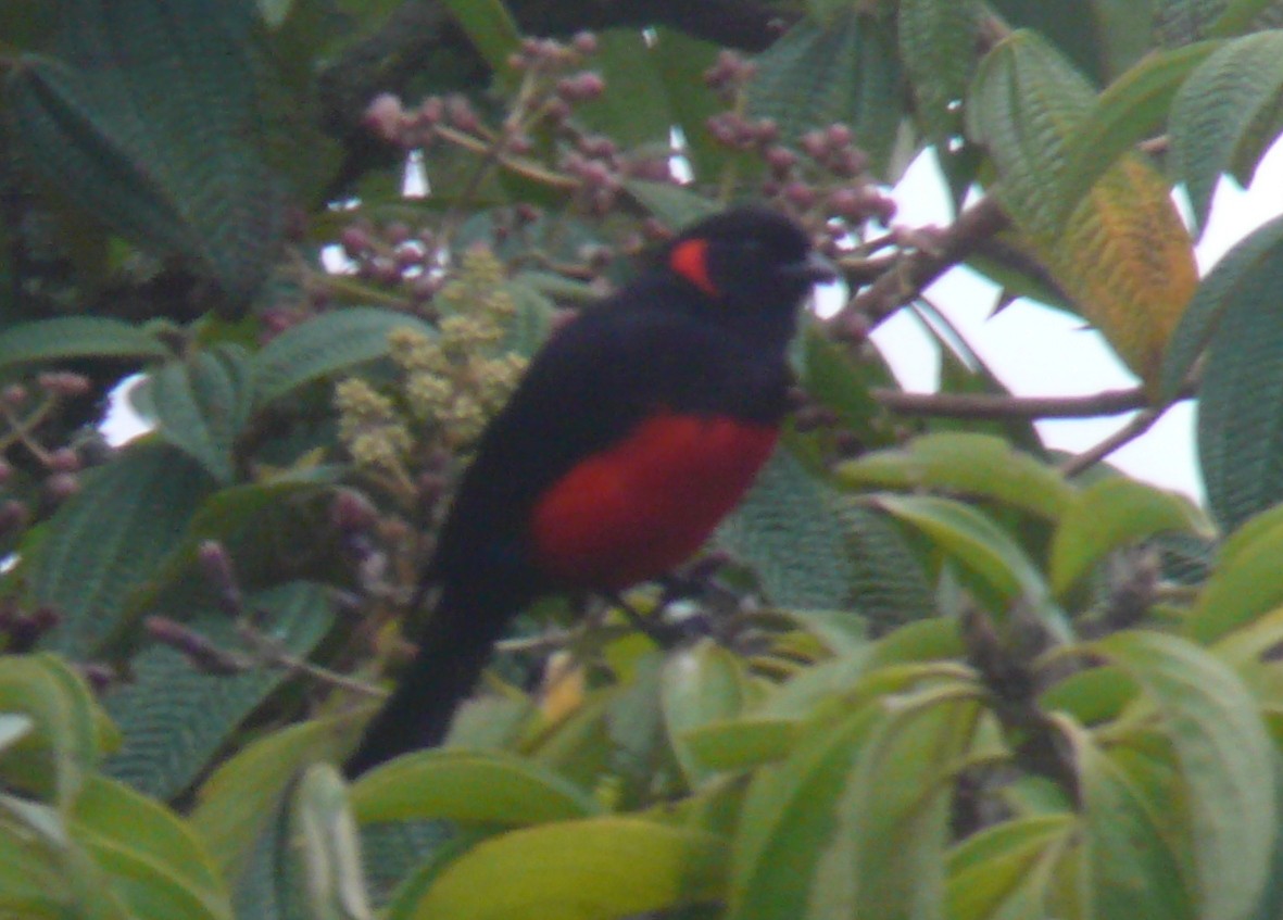 Scarlet-bellied Mountain Tanager - ML37472901