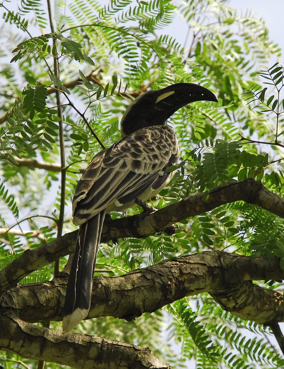 African Gray Hornbill - ML374730501