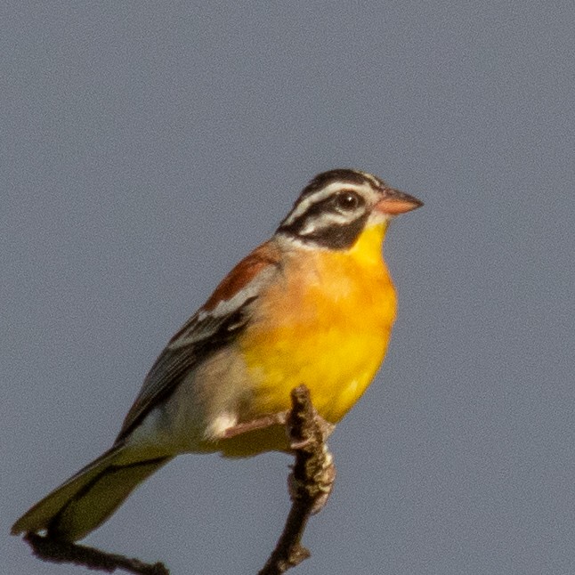 Golden-breasted Bunting - ML374730521