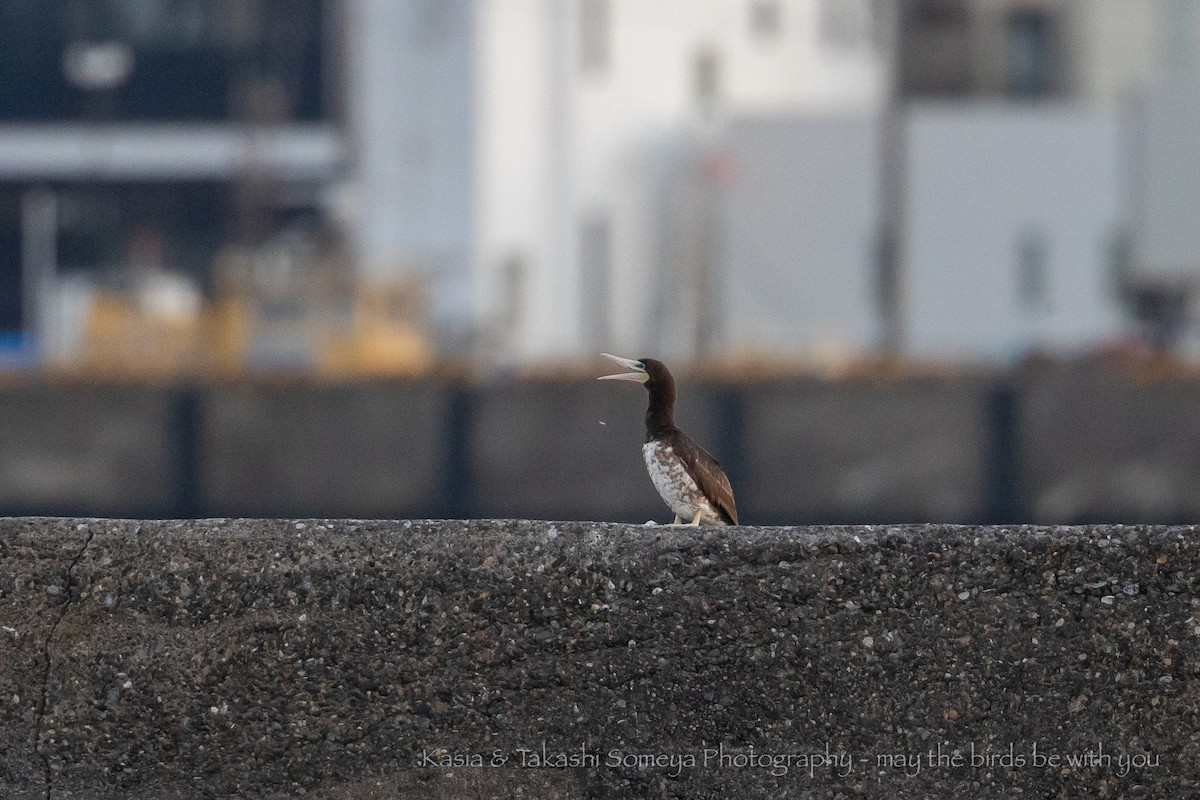 Brown Booby - ML374736061