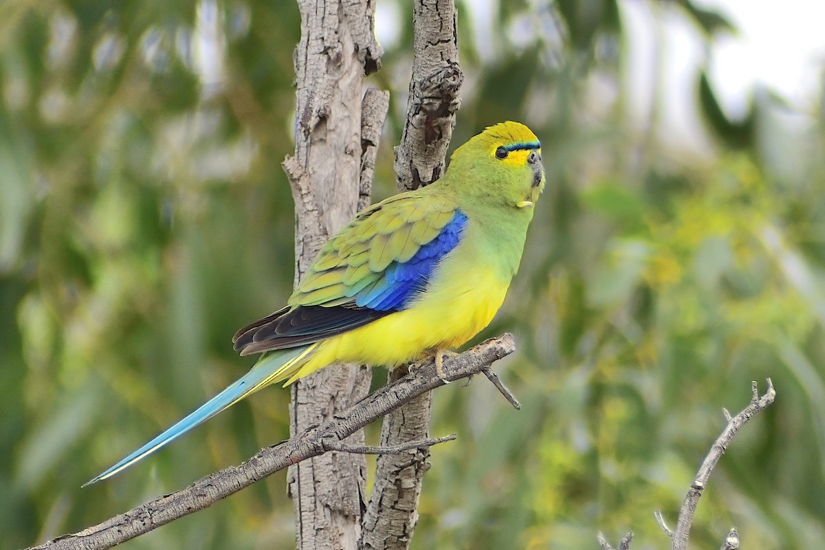 Blue-winged Parrot - ML374738151