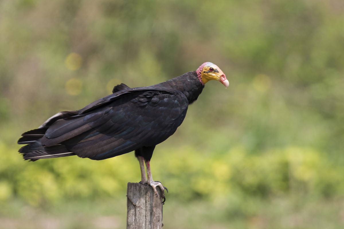 Greater Yellow-headed Vulture - ML374744771