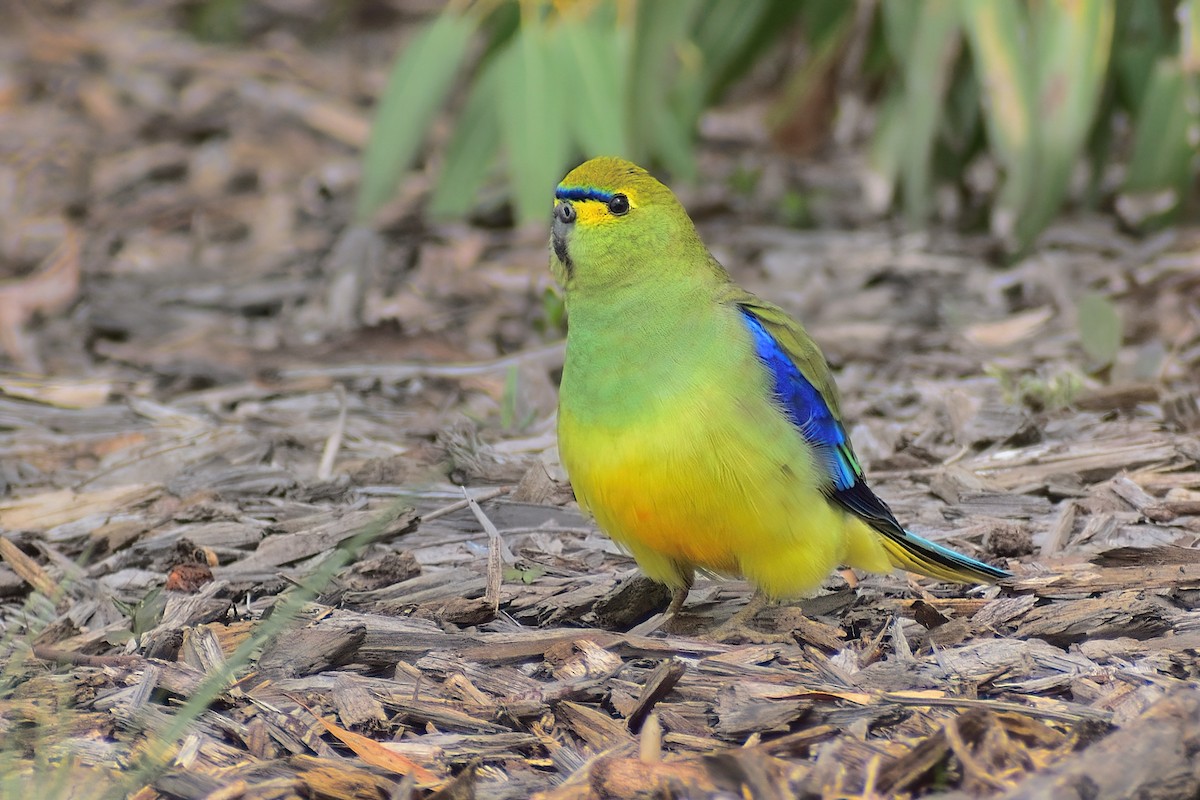 Blue-winged Parrot - Ken Tay